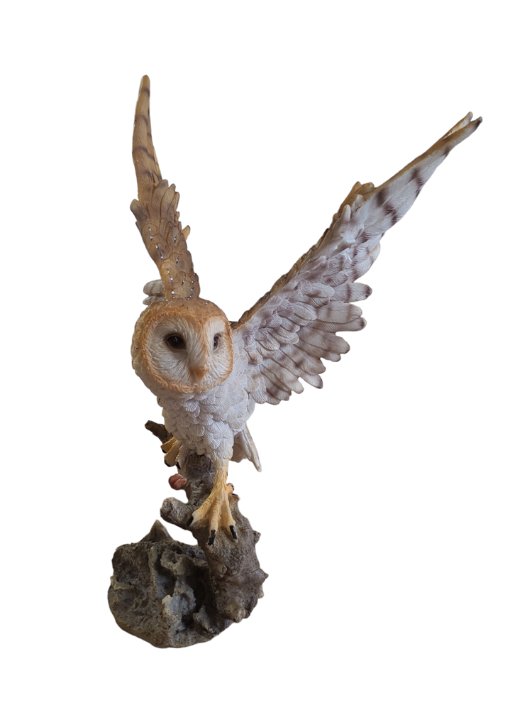 Barn Owl Starting to Fly