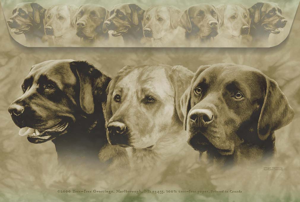 Labradors - Dog - Photo Frame With Cards