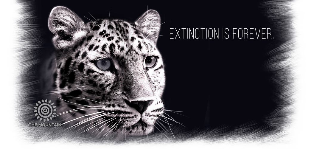 Taza Extinction Is Forever