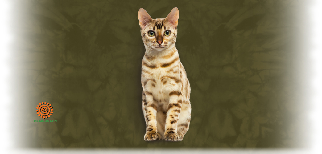 Becher Bengal Cat