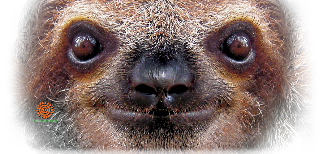 Mok Sloth Face