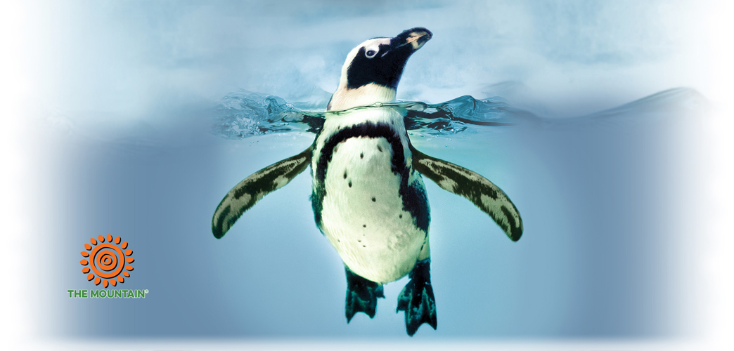 Mok Swimming Penguin