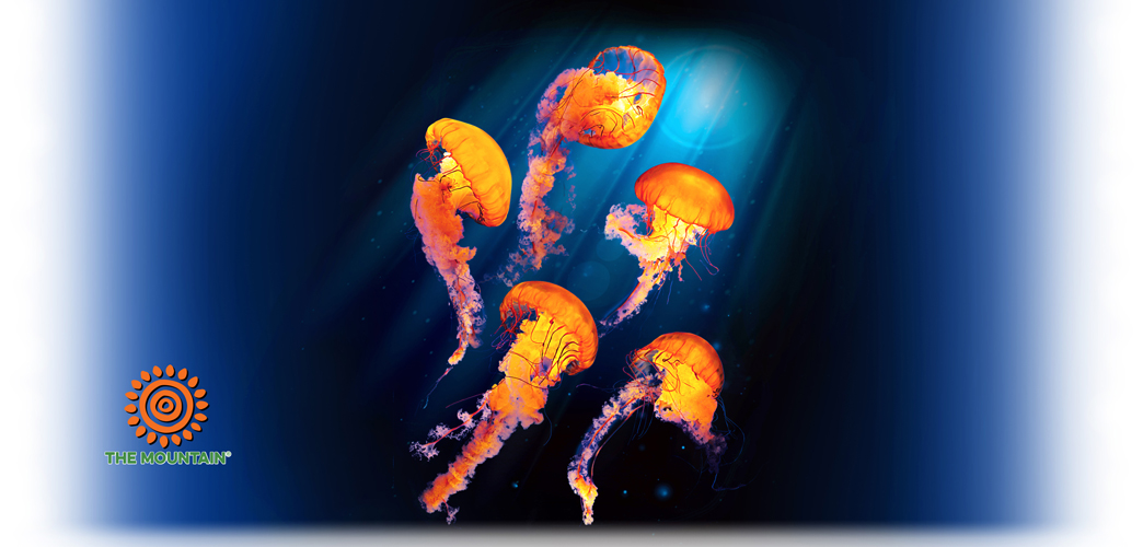 Becher Pacific Nettle Jellyfish