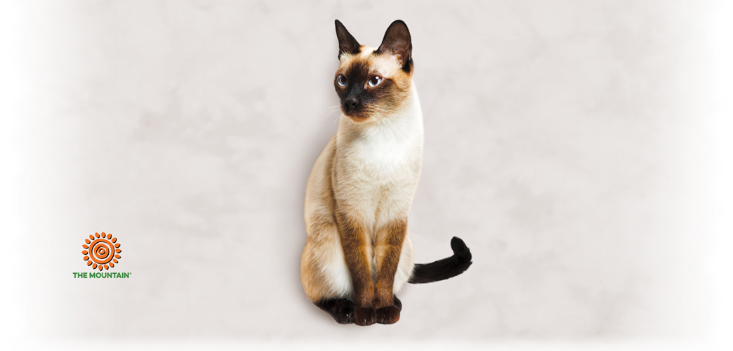 Becher Siamese Cat