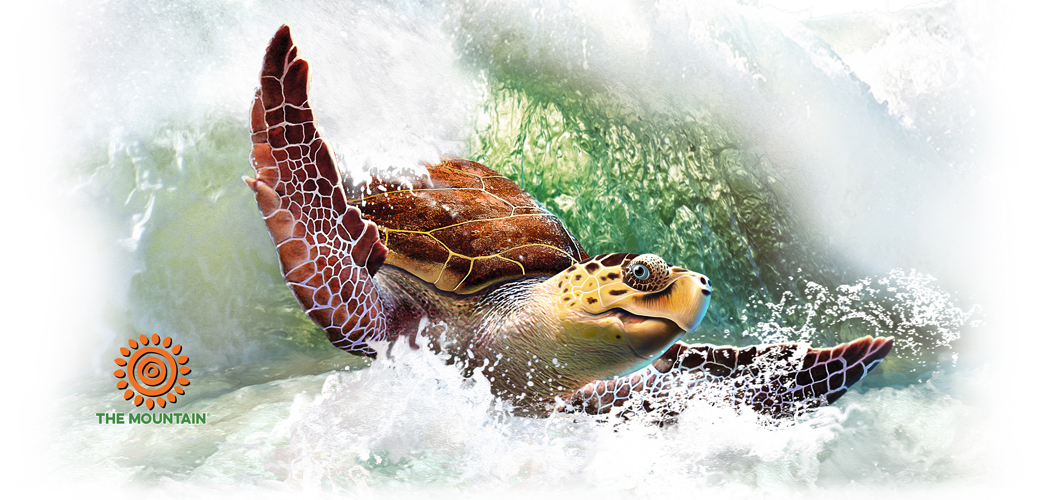 Becher Surfin' Sea Turtle
