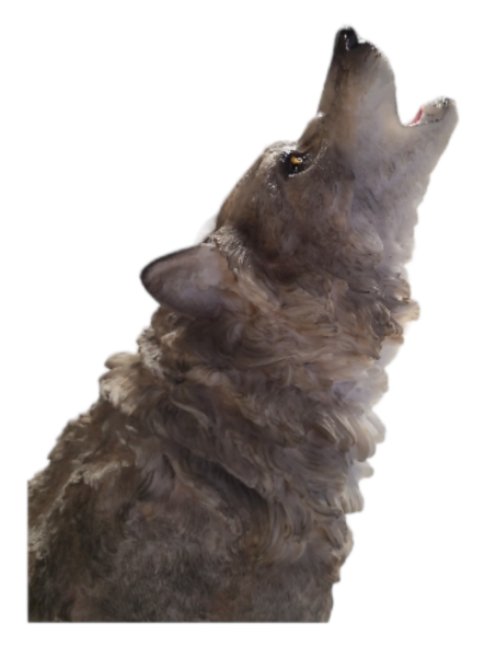 Big Wolf Howling - Grey - 36cm