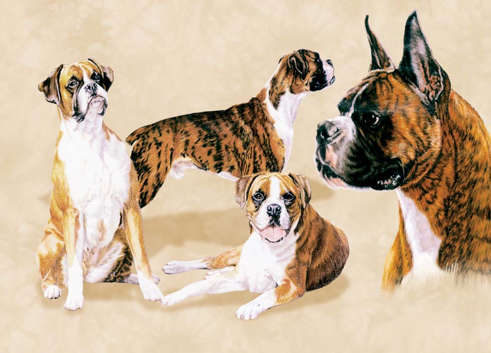 Boxer - Dog - Photo Frame With Cards