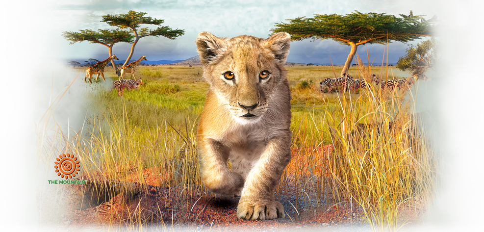 Becher Lion Cub