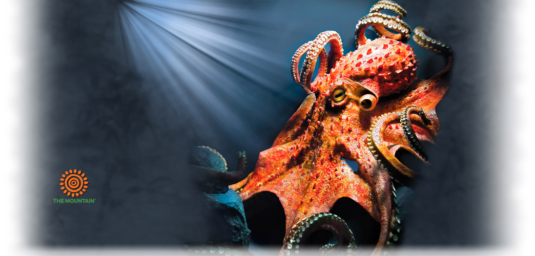 Becher Giant Pacific Octopus
